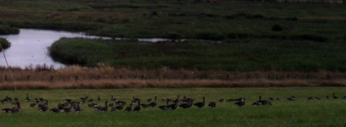 Flock of Greylags