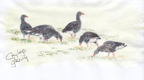 Greylags grazing up close