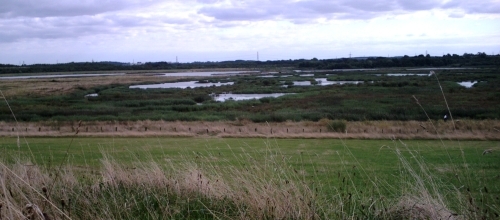 View over the wetlands from the Swillington end